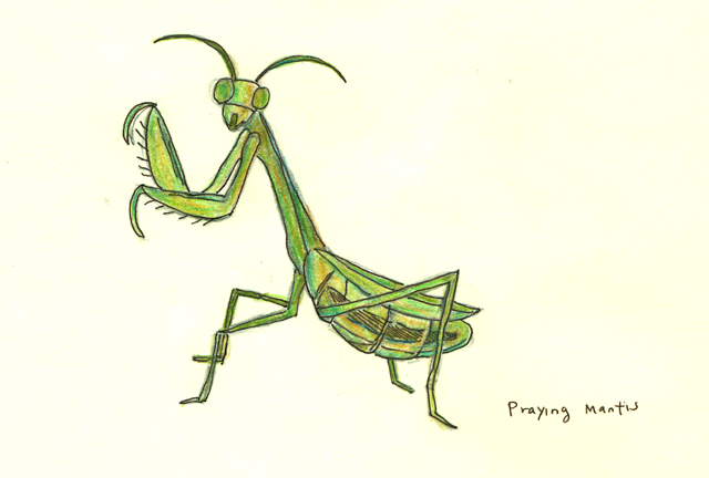 drawing of a praying mantis